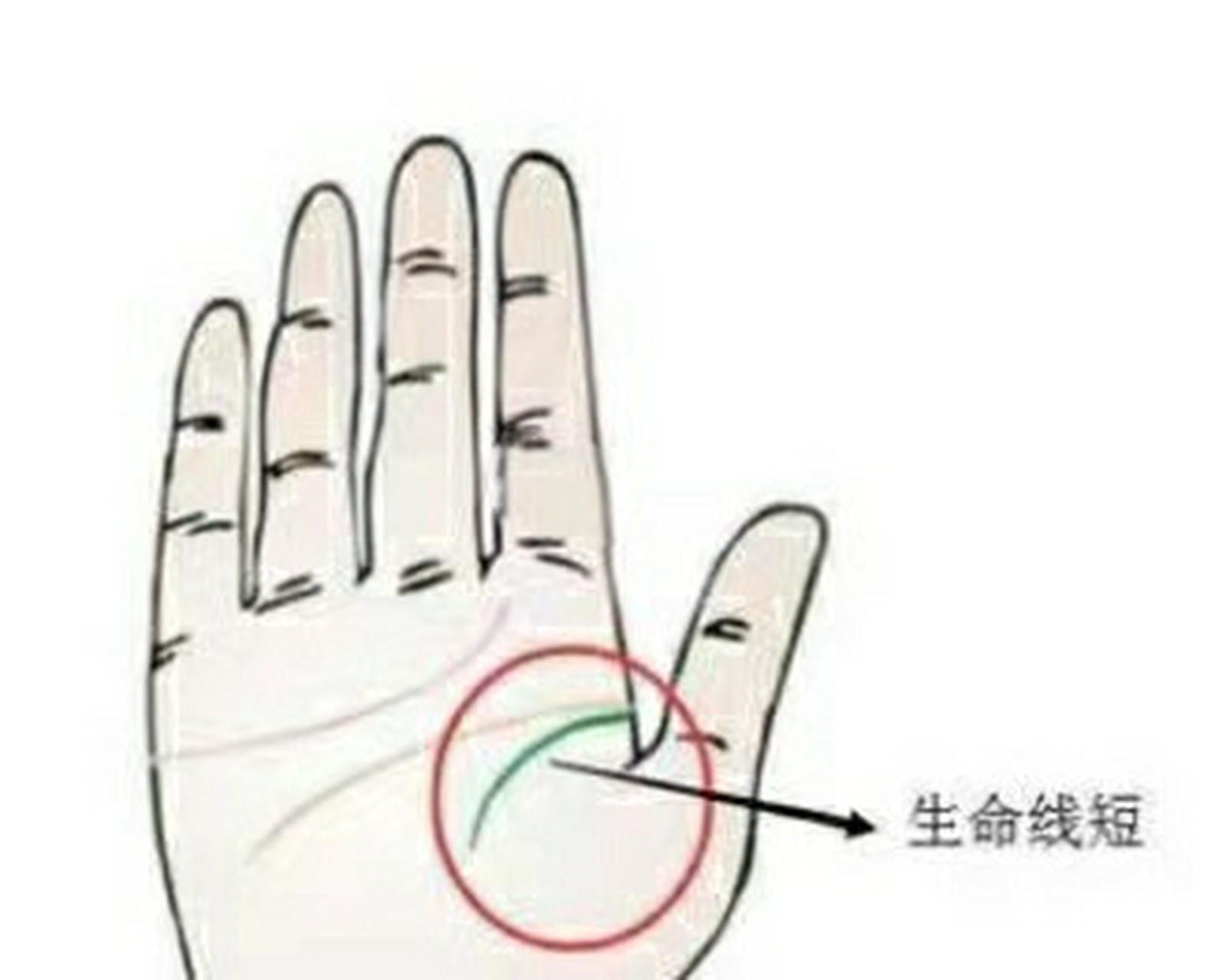 手相生命线短就是寿命短吗